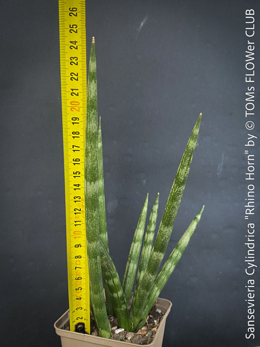 Sansevieria Cylindrica Rhino Horn, rhino, snake plant, Stiefmutterzunge, organically grown succulent plants for sale at TOMs FLOWer CLUB.