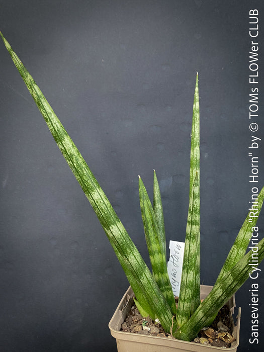 rhino grass snake plant Sansevieria Cylindrica Rhino Horn