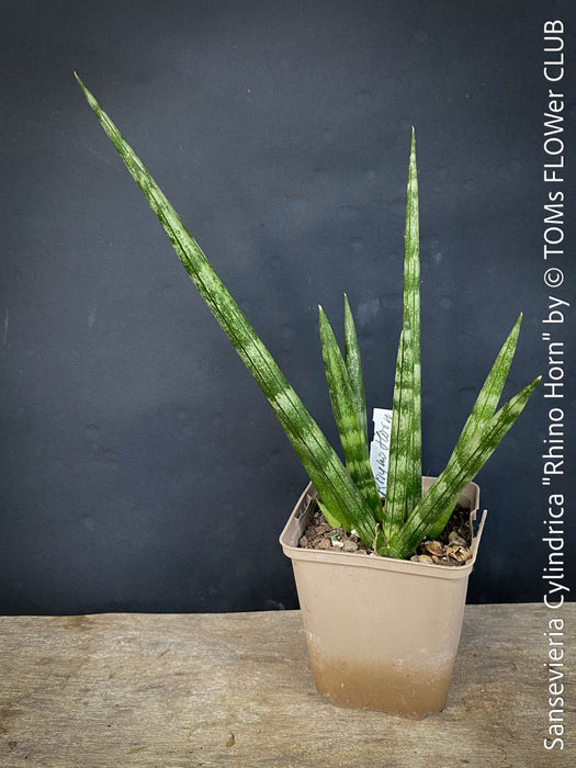 snake plant rhino grass Sansevieria Cylindrica Rhino Horn | organically grown succulent plants