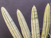 Sansevieria Cylindrica Silver Rhino Horn, rhino, snake plant, Stiefmutterzunge, organically grown succulent plants for sale at TOMs FLOWer CLUB.