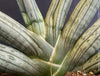 Sansevieria Cylindrica Silver Rhino Horn, rhino, snake plant, Stiefmutterzunge, organically grown succulent plants for sale at TOMs FLOWer CLUB.