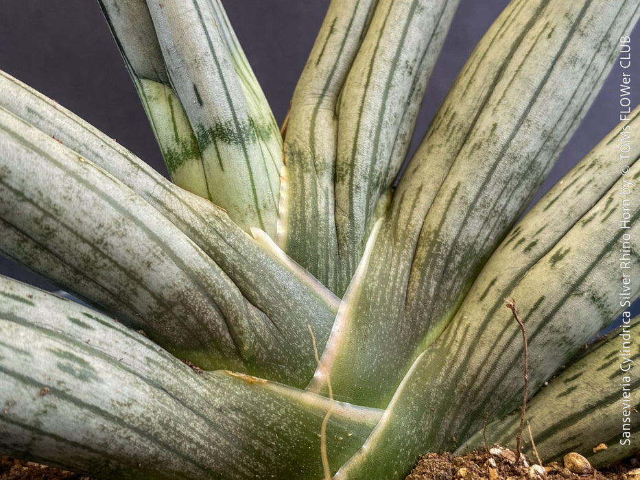 Sansevieria Cylindrica Silver Rhino Horn, rhino, snake plant, Stiefmutterzunge, organically grown succulent plants for sale at TOMs FLOWer CLUB.