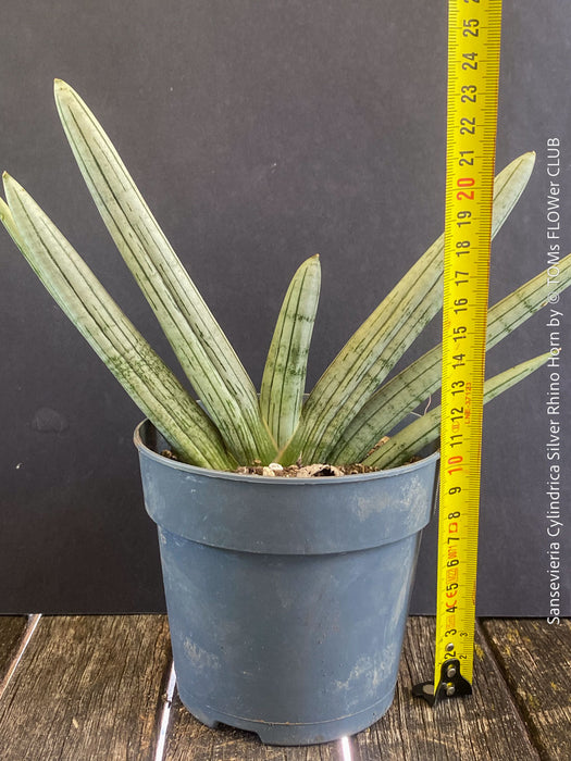 Sansevieria Cylindrica Silver Rhino Horn, rhino, snake plant, Stiefmutterzunge, organically grown succulent plants for sale at TOMs FLOWer CLUB.