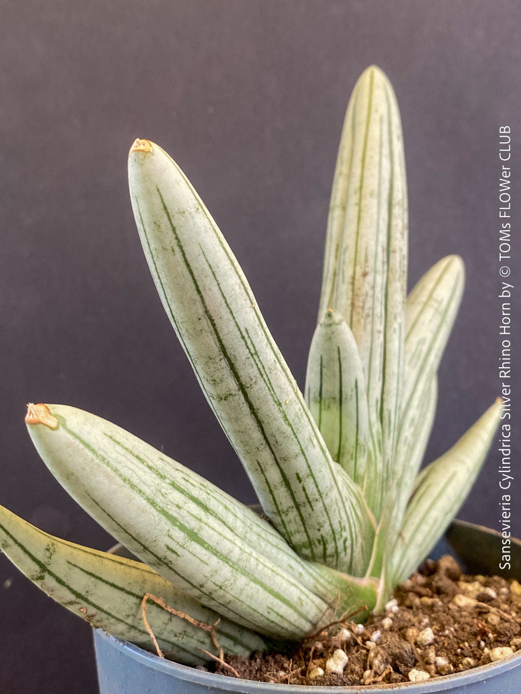 rhino sansevieria Sansevieria Cylindrica Silver Rhino Horn