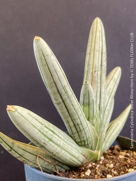 rhino snake plant Sansevieria Cylindrica Silver Rhino Horn | organically grown succulent plants