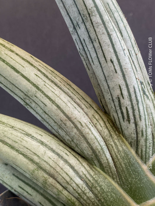 Sansevieria Cylindrica Silver Rhino Horn, rhino, snake plant, Stiefmutterzunge, organically grown succulent plants for sale at TOMs FLOWer CLUB.