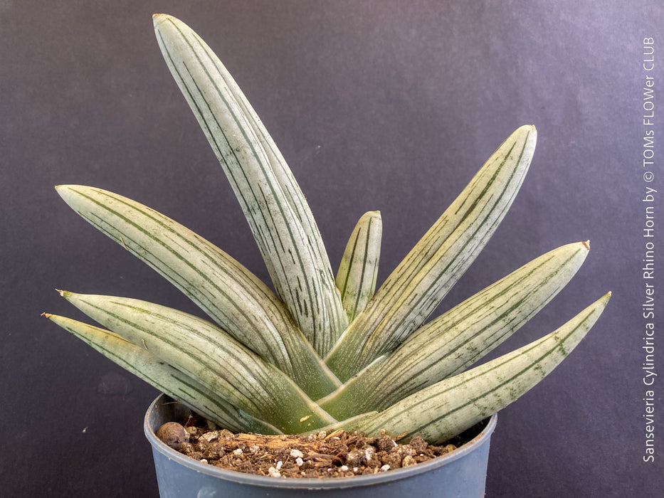 Sansevieria Cylindrica Silver Rhino Horn, rhino, snake plant, Stiefmutterzunge, organically grown succulent plants for sale at TOMs FLOWer CLUB.