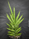Sansevieria Cylindrica Hybride Starshooter, Sansevieria Franchisii, Sanservieria, organically grown succulent plants for sale at TOMsFLOWer CLUB.