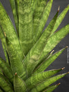 Sansevieria Cylindrica Hybride Starshooter, Sansevieria Franchisii, Sanservieria, organically grown succulent plants for sale at TOMsFLOWer CLUB.