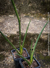 Sanservieria cylindrica, snake plant, Schwiegermutterzunge, organically grown succulent plants for sale at TOMs FLOWer CLUB.