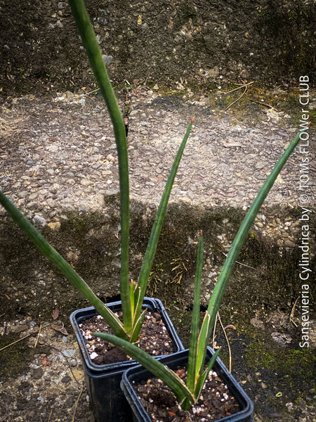 Sanservieria cylindrica, snake plant, Schwiegermutterzunge, organically grown succulent plants for sale at TOMs FLOWer CLUB.