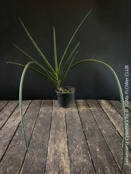 Sanservieria cylindrica, Snake plant, Schwiegermutterzunge; svokryne jazyky, organically grown succulent plants for sale at TOMs FLOWer CLUB.