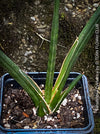 Sanservieria cylindrica, snake plant, Schwiegermutterzunge, organically grown succulent plants for sale at TOMs FLOWer CLUB.