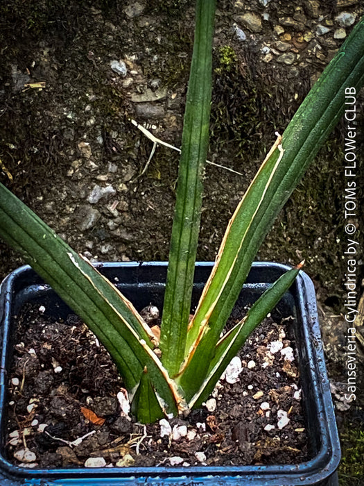 Sanservieria cylindrica, snake plant, Schwiegermutterzunge, organically grown succulent plants for sale at TOMs FLOWer CLUB.