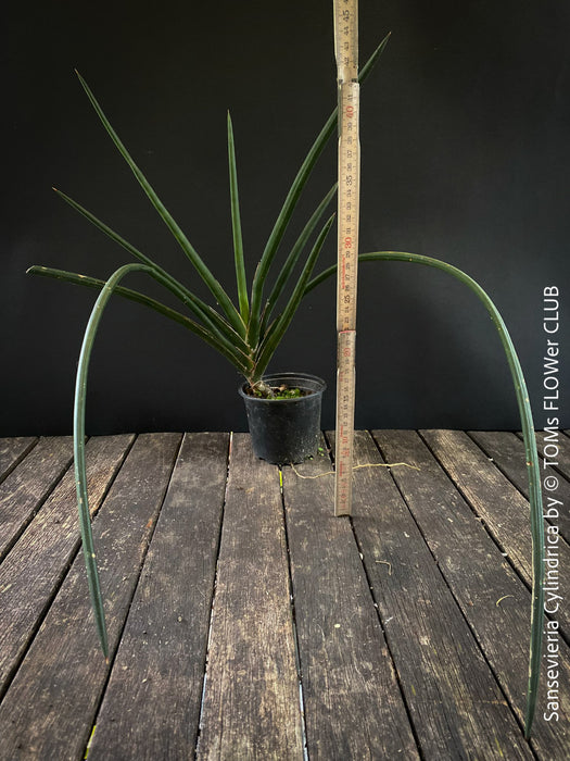 Sanservieria cylindrica, Snake plant, Schwiegermutterzunge; svokryne jazyky, organically grown succulent plants for sale at TOMs FLOWer CLUB.