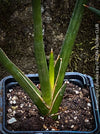 Sanservieria cylindrica, snake plant, Schwiegermutterzunge, organically grown succulent plants for sale at TOMs FLOWer CLUB.