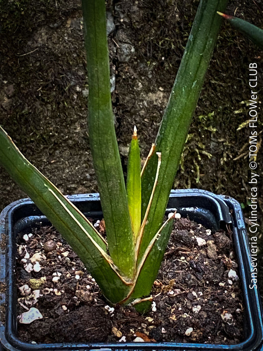 Sanservieria cylindrica, snake plant, Schwiegermutterzunge, organically grown succulent plants for sale at TOMs FLOWer CLUB.
