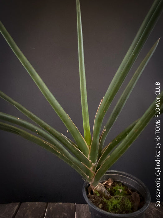 sansevieria cylindrica for sale Sansevieria cylindrica | organically grown succulent plants