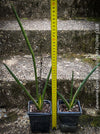 Sanservieria cylindrica, snake plant, Schwiegermutterzunge, organically grown succulent plants for sale at TOMs FLOWer CLUB.