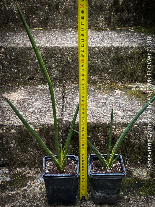 Sanservieria cylindrica, snake plant, Schwiegermutterzunge, organically grown succulent plants for sale at TOMs FLOWer CLUB.