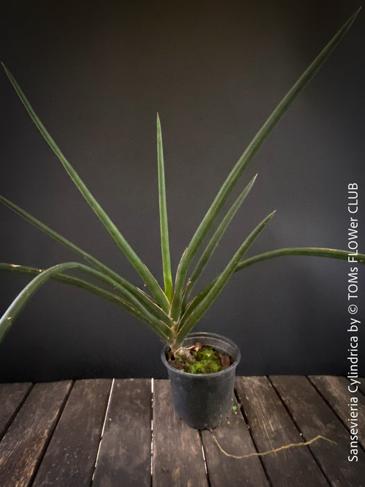 Sanservieria cylindrica, Snake plant, Schwiegermutterzunge; svokryne jazyky, organically grown succulent plants for sale at TOMs FLOWer CLUB.