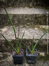Sanservieria cylindrica, snake plant, Schwiegermutterzunge, organically grown succulent plants for sale at TOMs FLOWer CLUB.