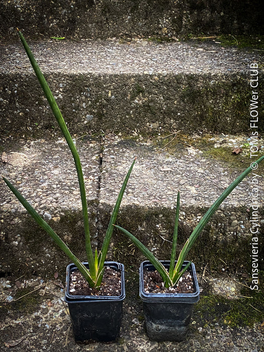 Sanservieria cylindrica, snake plant, Schwiegermutterzunge, organically grown succulent plants for sale at TOMs FLOWer CLUB.