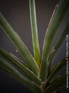 Sanservieria cylindrica, Snake plant, Schwiegermutterzunge; svokryne jazyky, organically grown succulent plants for sale at TOMs FLOWer CLUB.