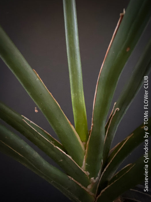 Sanservieria cylindrica, Snake plant, Schwiegermutterzunge; svokryne jazyky, organically grown succulent plants for sale at TOMs FLOWer CLUB.