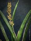 Sanservieria cylindrica, Snake plant, Schwiegermutterzunge; svokryne jazyky, organically grown succulent plants for sale at TOMs FLOWer CLUB.