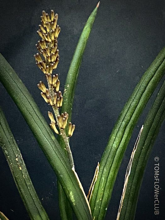 Sanservieria cylindrica, Snake plant, Schwiegermutterzunge; svokryne jazyky, organically grown succulent plants for sale at TOMs FLOWer CLUB.