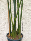 Sansevieria Cylindrica, Stiefmutterzunge, Snake plant, Svokryne jazyky, organic plants, TOMs FLOWer CLUB, plants for sale, Zimmerpflanzen, Luftreinigende Pflanzen, pflegeleichte Pflanzen. 