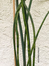 Sansevieria Cylindrica, Stiefmutterzunge, Snake plant, Svokryne jazyky, organic plants, TOMs FLOWer CLUB, plants for sale, Zimmerpflanzen, Luftreinigende Pflanzen, pflegeleichte Pflanzen. 