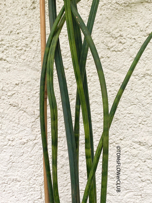 Sansevieria Cylindrica, Stiefmutterzunge, Snake plant, Svokryne jazyky, organic plants, TOMs FLOWer CLUB, plants for sale, Zimmerpflanzen, Luftreinigende Pflanzen, pflegeleichte Pflanzen. 