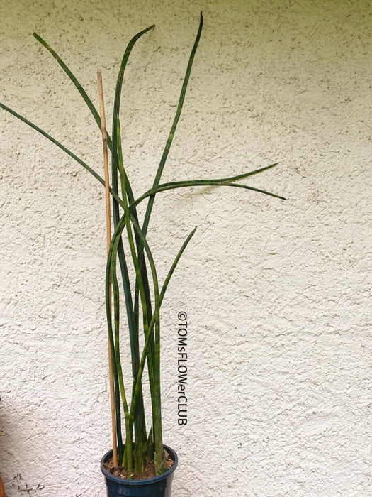 Sansevieria Cylindrica, Stiefmutterzunge, Snake plant, Svokryne jazyky, organic plants, TOMs FLOWer CLUB, plants for sale, Zimmerpflanzen, Luftreinigende Pflanzen, pflegeleichte Pflanzen. 