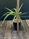 Sanservieria downsii, organically grown succulent plants for sale at TOMs FLOWer CLUB.