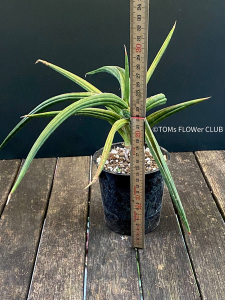 Sansevieria downsii, organically grown succulent plants for sale at TOMs FLOWer CLUB.