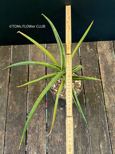 Sanservieria downsii, organically grown succulent plants for sale at TOMs FLOWer CLUB.