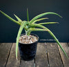 Sanservieria downsii, organically grown succulent plants for sale at TOMs FLOWer CLUB.