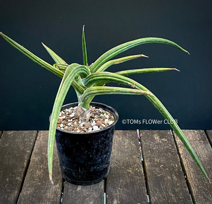 Sanservieria downsii, organically grown succulent plants for sale at TOMs FLOWer CLUB.