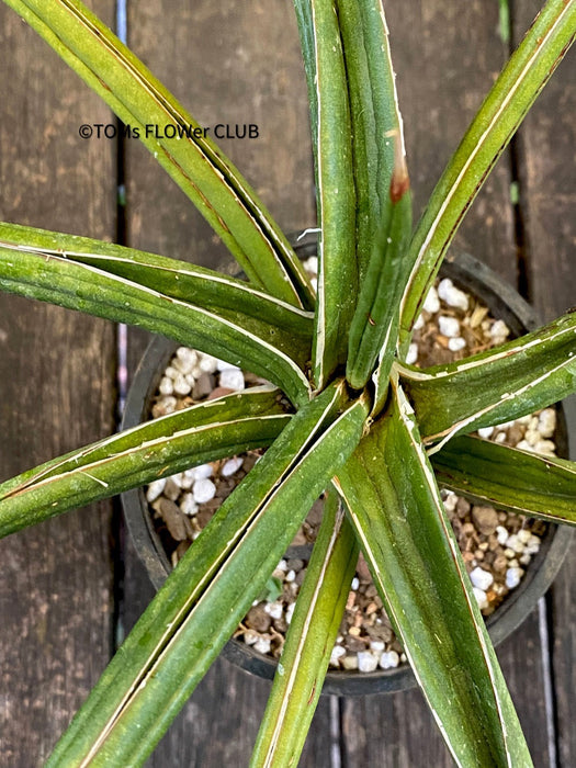 Sanservieria downsii, organically grown succulent plants for sale at TOMs FLOWer CLUB.