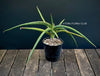 Sansevieria downsii, organically grown succulent plants for sale at TOMs FLOWer CLUB.