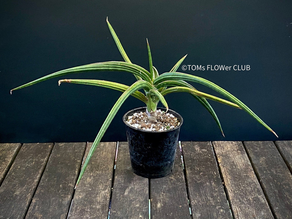 Sanservieria downsii, organically grown succulent plants for sale at TOMs FLOWer CLUB.