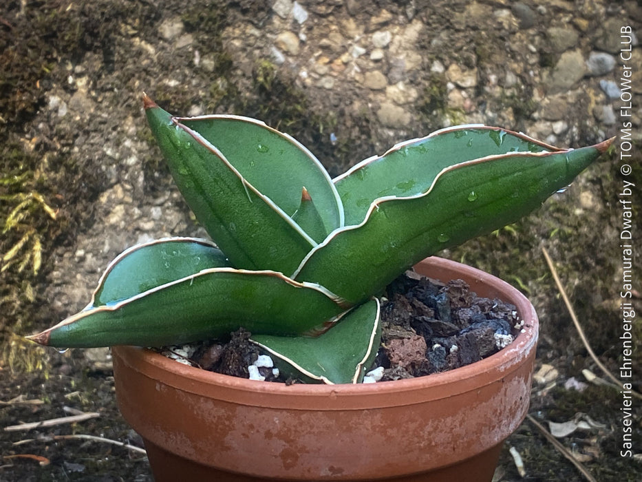 sansevieria ehrenbergii katana Sansevieria Ehrenbergii Samurai Dwarf
