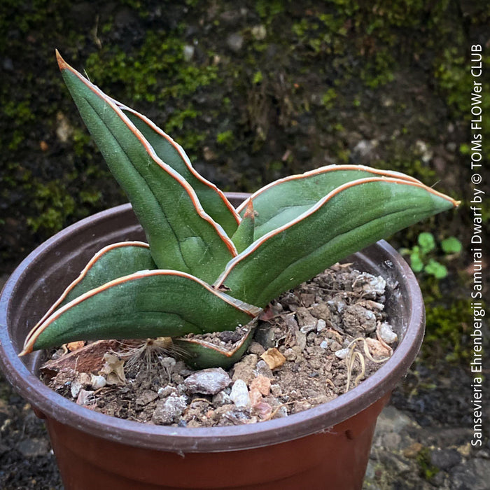 Sansevieria Ehrenbergii Samurai Dwarf, organically grown succulent snake plants for sale at TOMs FLOWer CLUB.