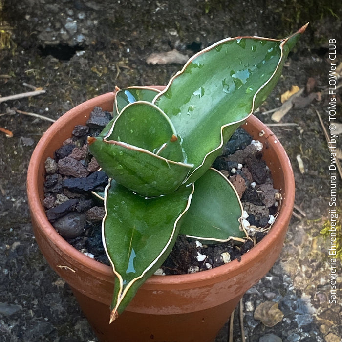 samurai snake plant Sansevieria Ehrenbergii Samurai Dwarf | organically grown succulent plants