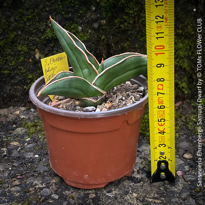 Sansevieria Ehrenbergii Samurai Dwarf, organically grown succulent snake plants for sale at TOMs FLOWer CLUB.