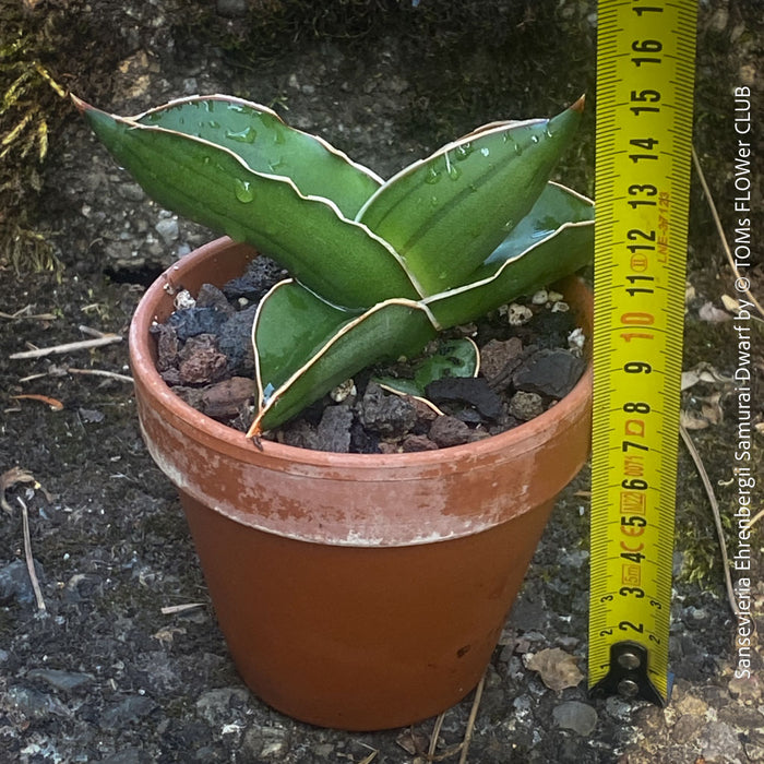sansevieria ehrenbergii for sale Sansevieria ehrenbergii 2in Samurai
