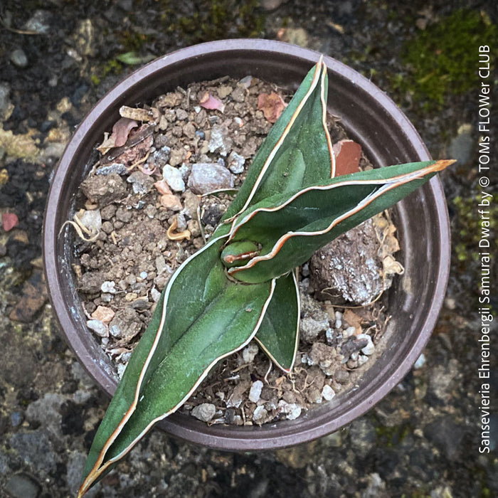 Sansevieria Ehrenbergii Samurai Dwarf, organically grown succulent snake plants for sale at TOMs FLOWer CLUB.