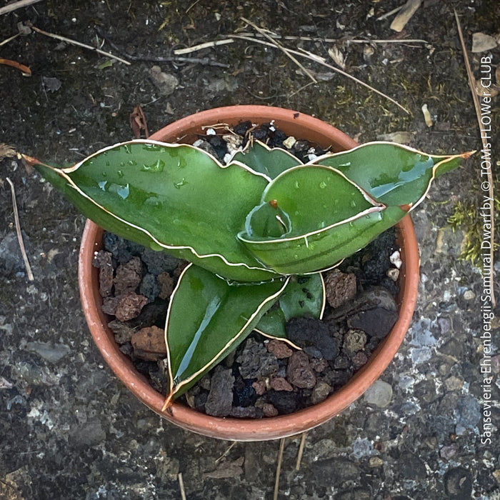 samurai succulent Sansevieria ehrenbergii 2in Samurai